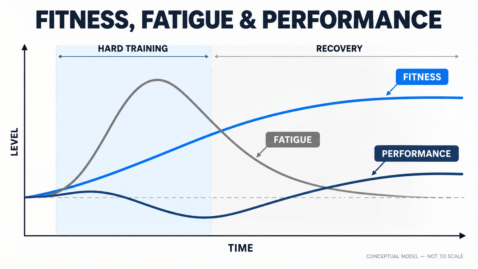 Fitness-fatigue model showing how to implement progressive overload for beginners when fatigue temporarily masks gym performance.